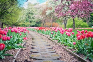 Pflanzen für den Garten